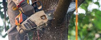 Best Emergency Tree Removal  in Nedrow, NY