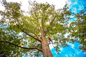 Best Fruit Tree Pruning  in Nedrow, NY