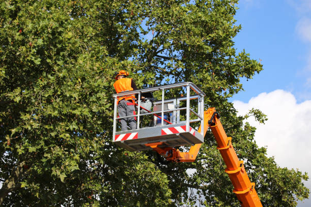 Best Tree Cabling and Bracing  in Nedrow, NY