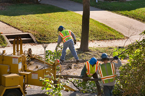 Best Tree Preservation Services  in Nedrow, NY