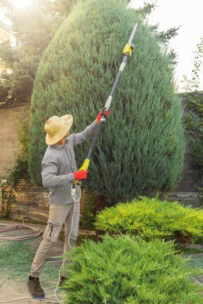 Best Sod Installation  in Nedrow, NY